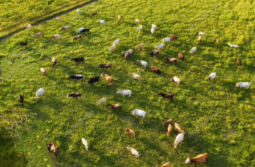 Drone che sorvola un prato alla ricerca di un animale